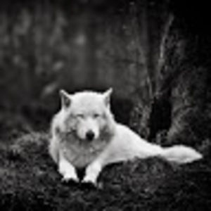 Meet your Posher, Savannah